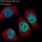 Anti-GAPDH Mouse Monoclonal Antibody